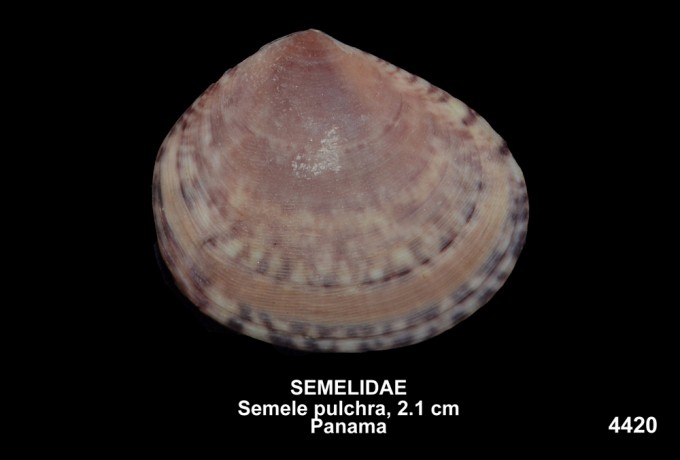 Представитель Семейства Semelidae